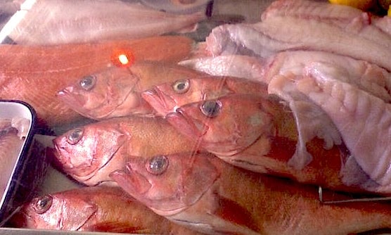 The Cooler at Sotto Mare. What to do in San Francisco